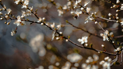 Как защитить астматиков от весенних обострений: советы пульмонолога