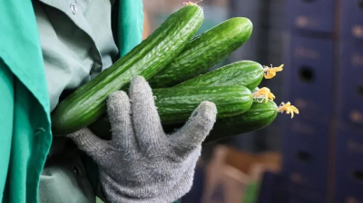 Огурцы догнали мясо: как цены в России выросли на 111% за три месяца